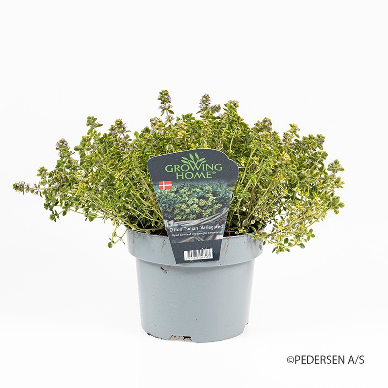 THYMUS VULGARIS/TIMIAN 'CITRODORUS AUREA', D 17 cm
