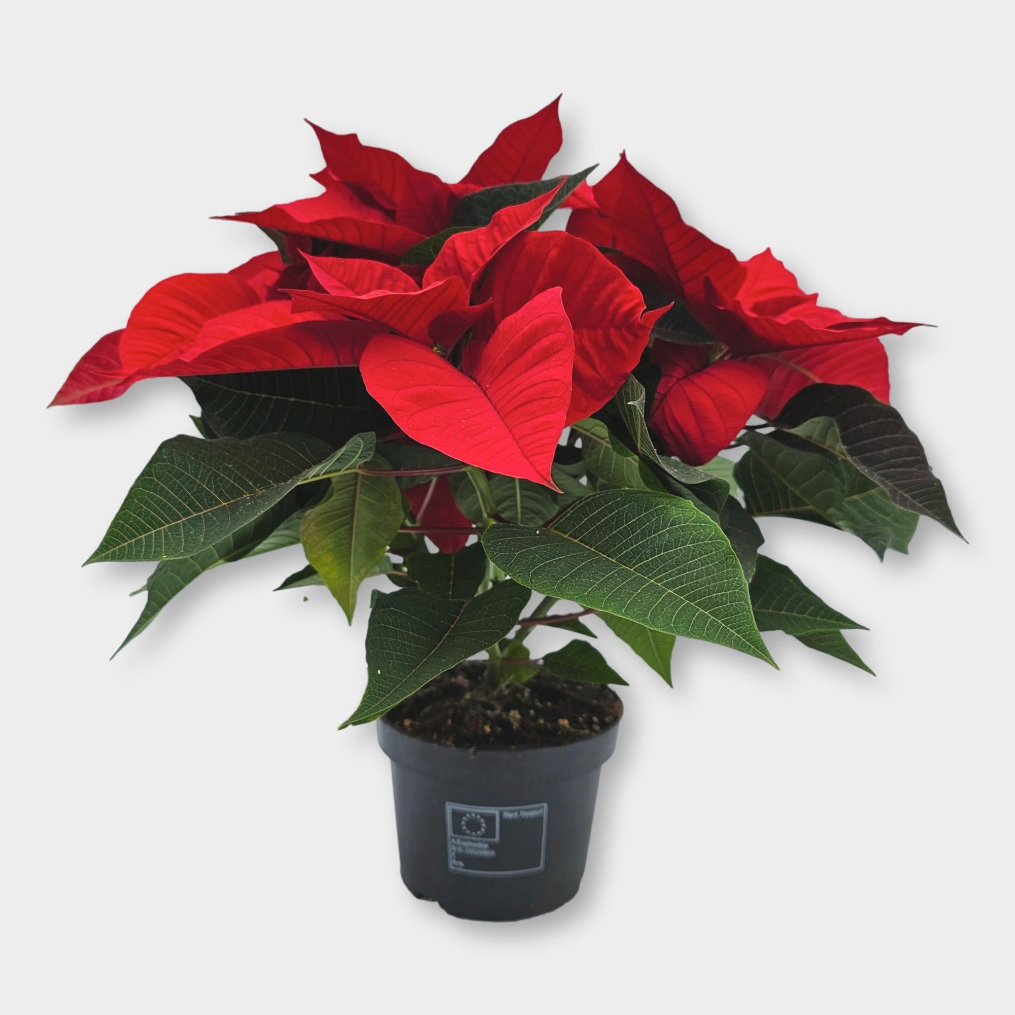 Poinsettia Ø13 Christmas Universe, D 13 cm