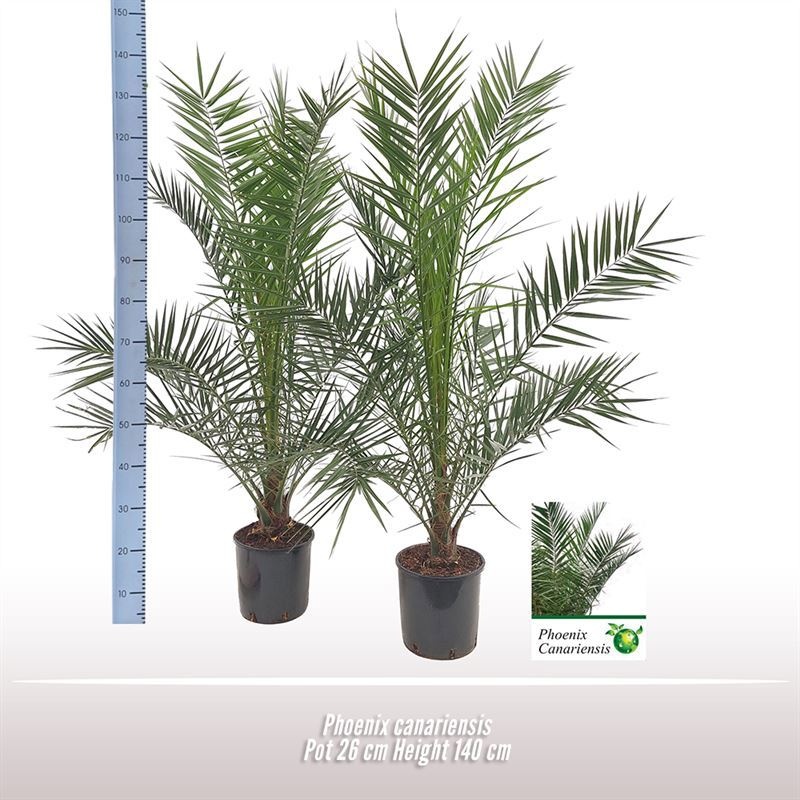 Phoenix canariensis, D 26