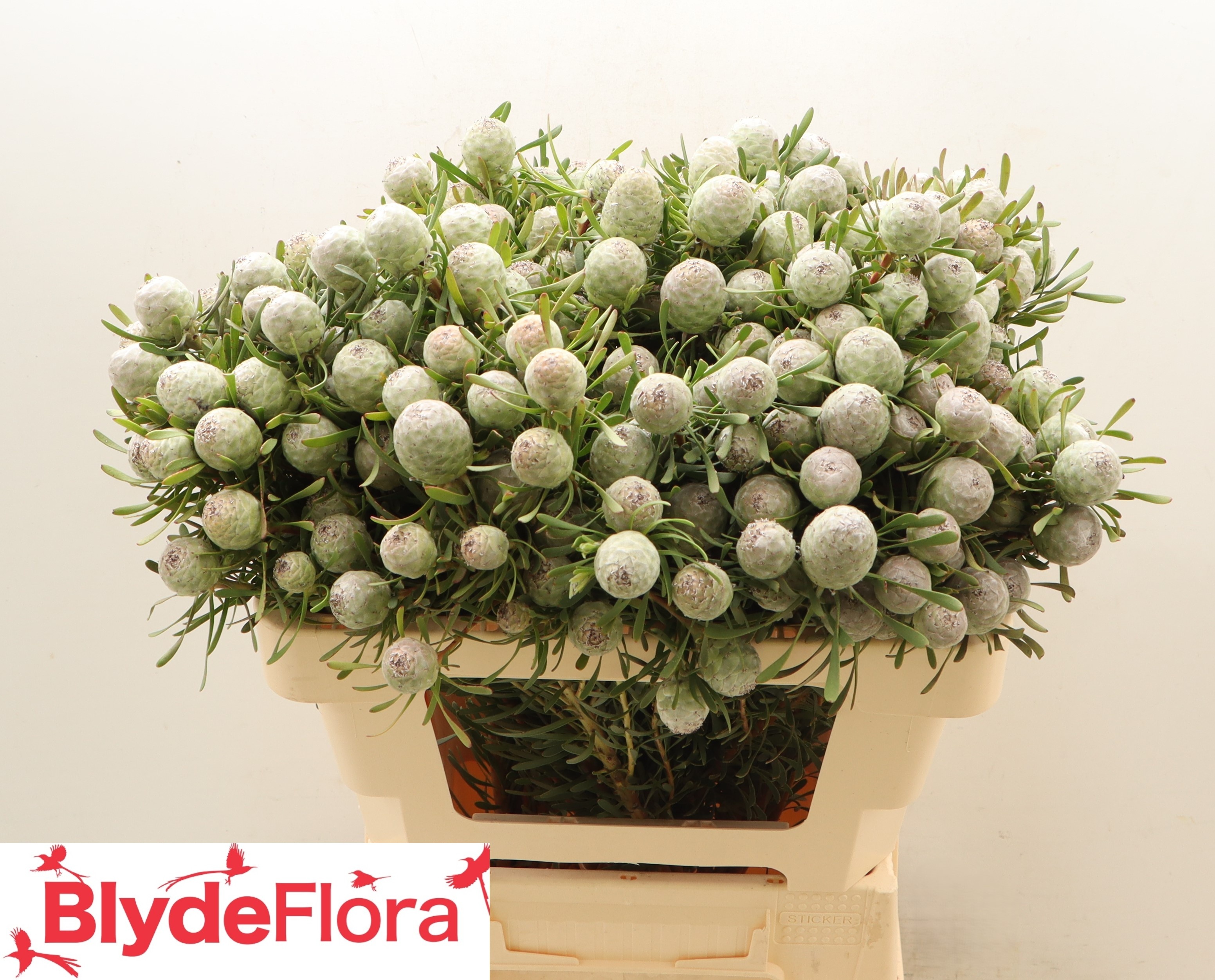 Леукадендрон Сильвер Перл 50, шт.