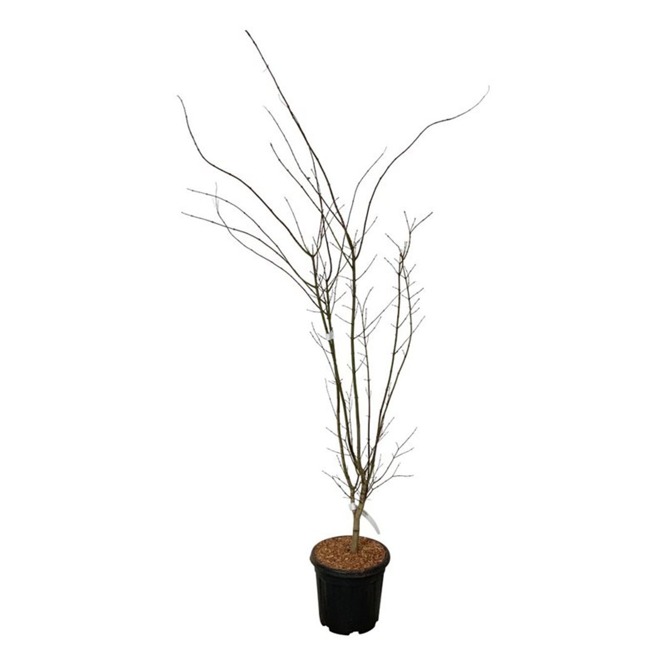 Acer pal. 'Summer Gold', D 32