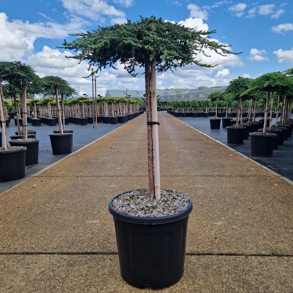 Juniperus comm. 'Zeal', D 31 cm