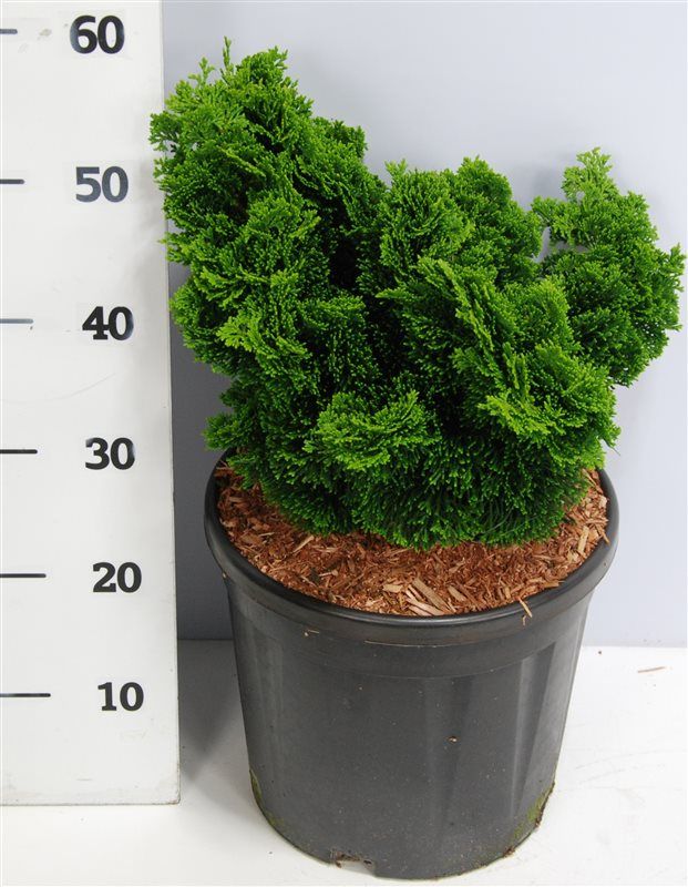 Chamaecyparis o. 'Nana Gracilis', D 32