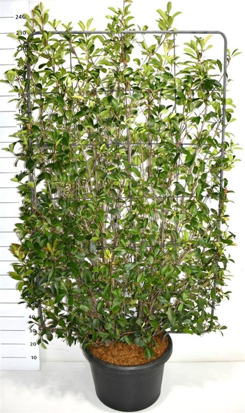 Photinia fraseri 'Red Robin', D 51