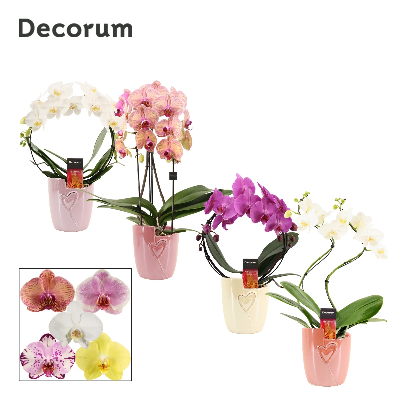 Phalaenopsis vormen mix 2 tak in Joa(Special moods -collection, D 12
