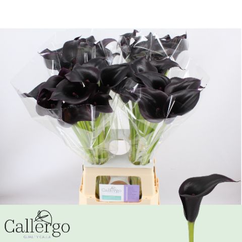 Калла Кантор 70 (черн.), шт.