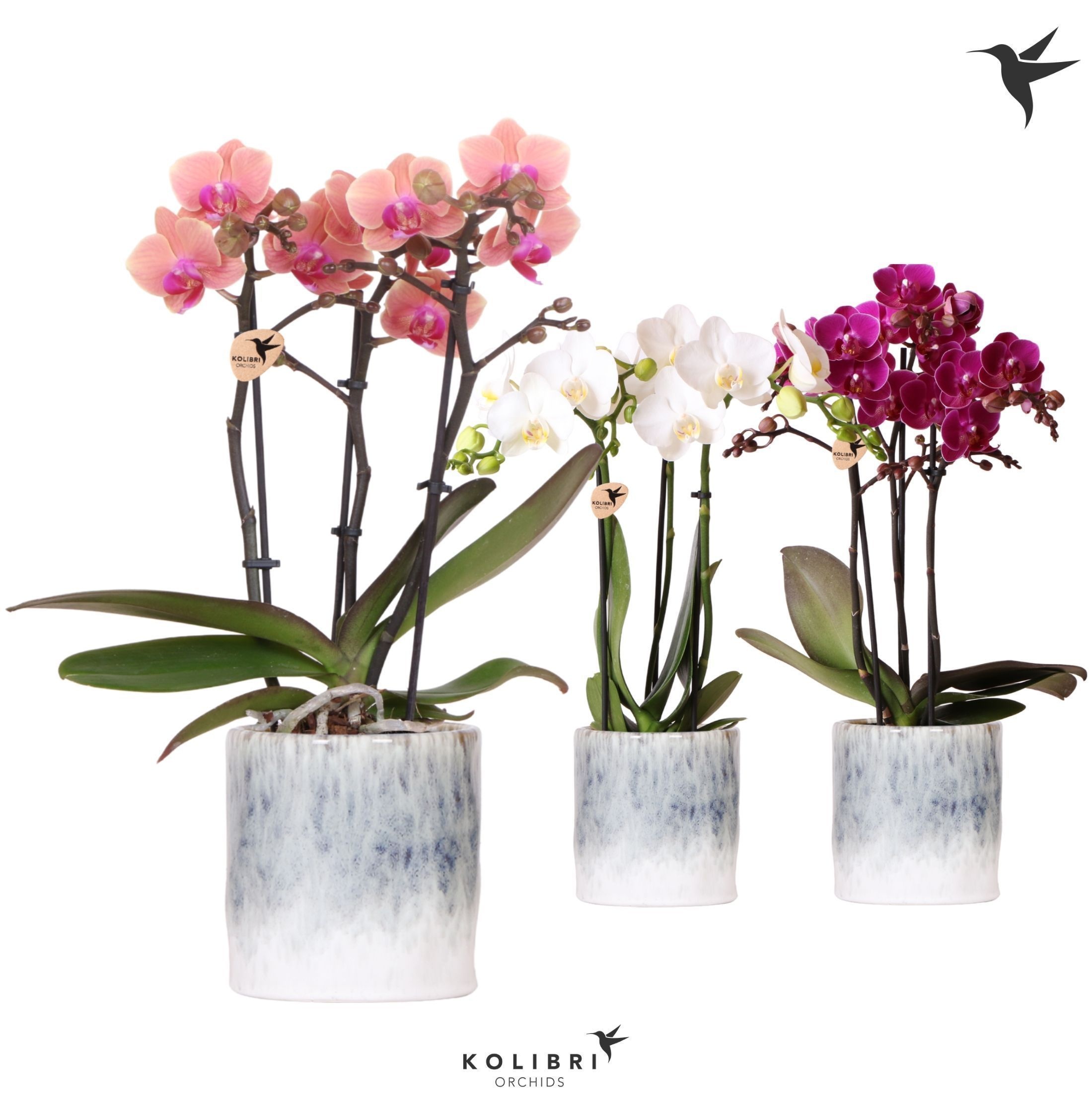 Kolibri Orchids Phalaenopsis mix 3 spike in Sky pot, D 9