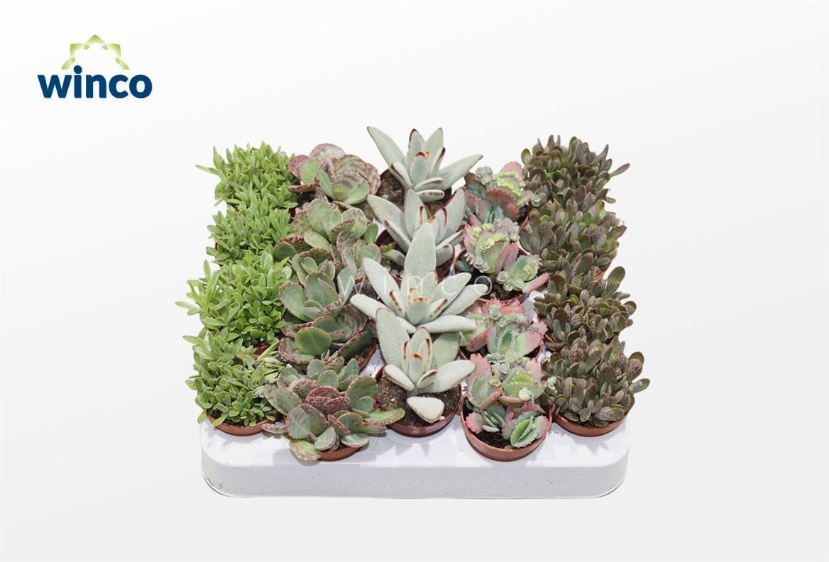 Kalanchoe Mix, D 5,5