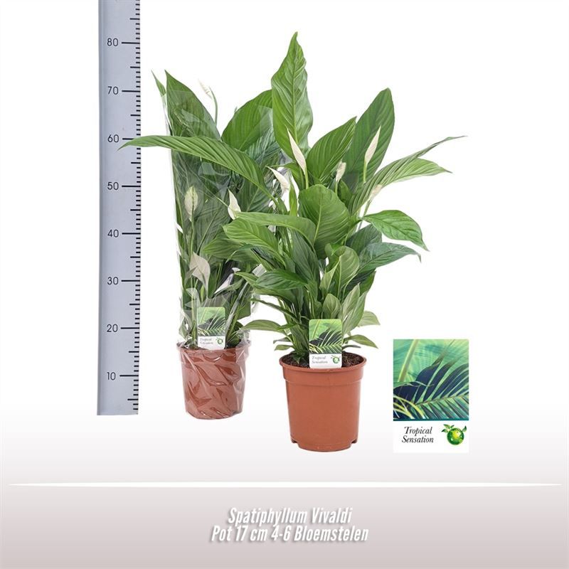 Spathiphyllum Vivaldi, D 17
