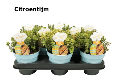 Tijm citroen, D 12