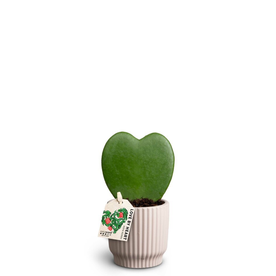 HOYA KERRII 40621463 Nordic L, D 7 cm