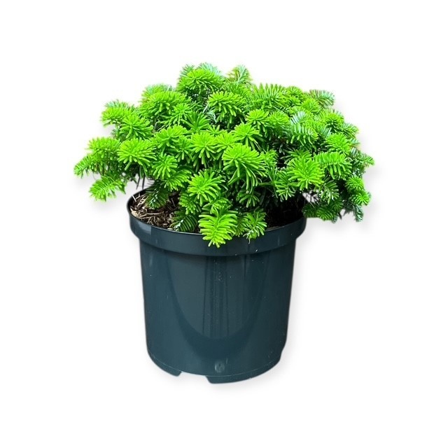 Abies k. 'Brillant', D 18