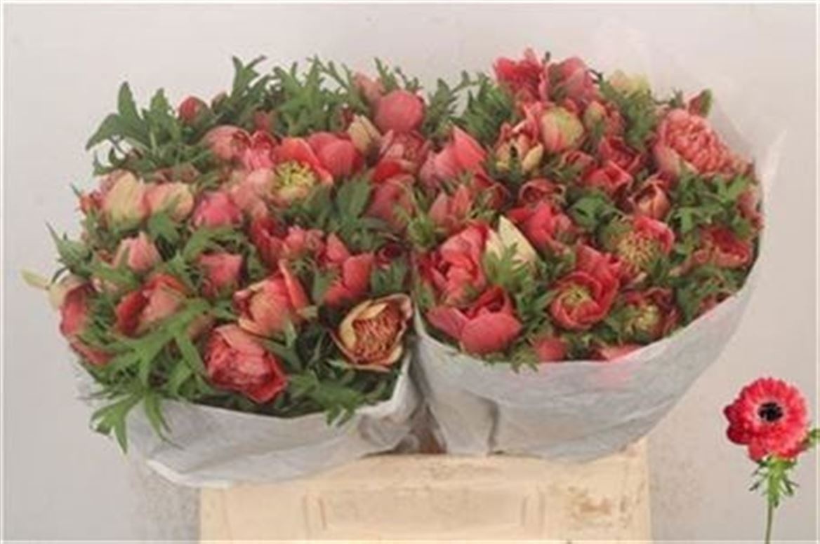 Анемон Леван Россо 40 (красн.), шт.