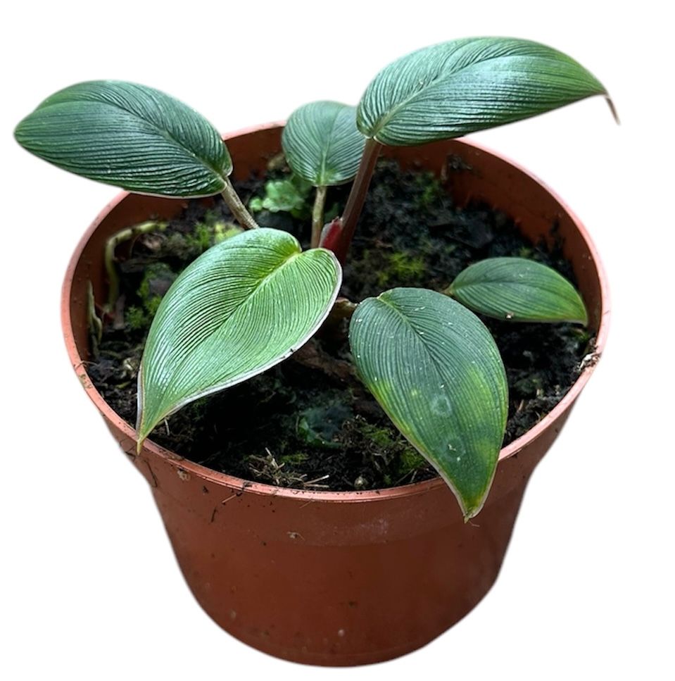 Homalomena Red Sumatra, D 10,5