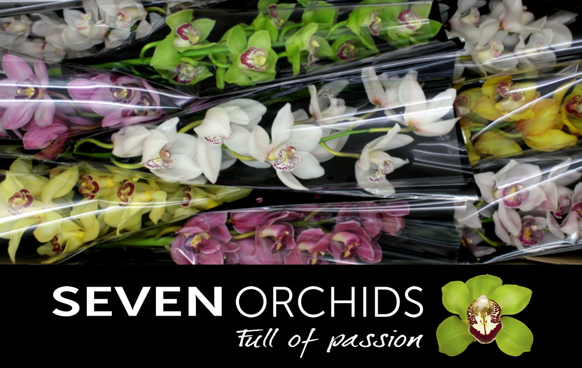 Цимбидиум Микс x9 60, шт.