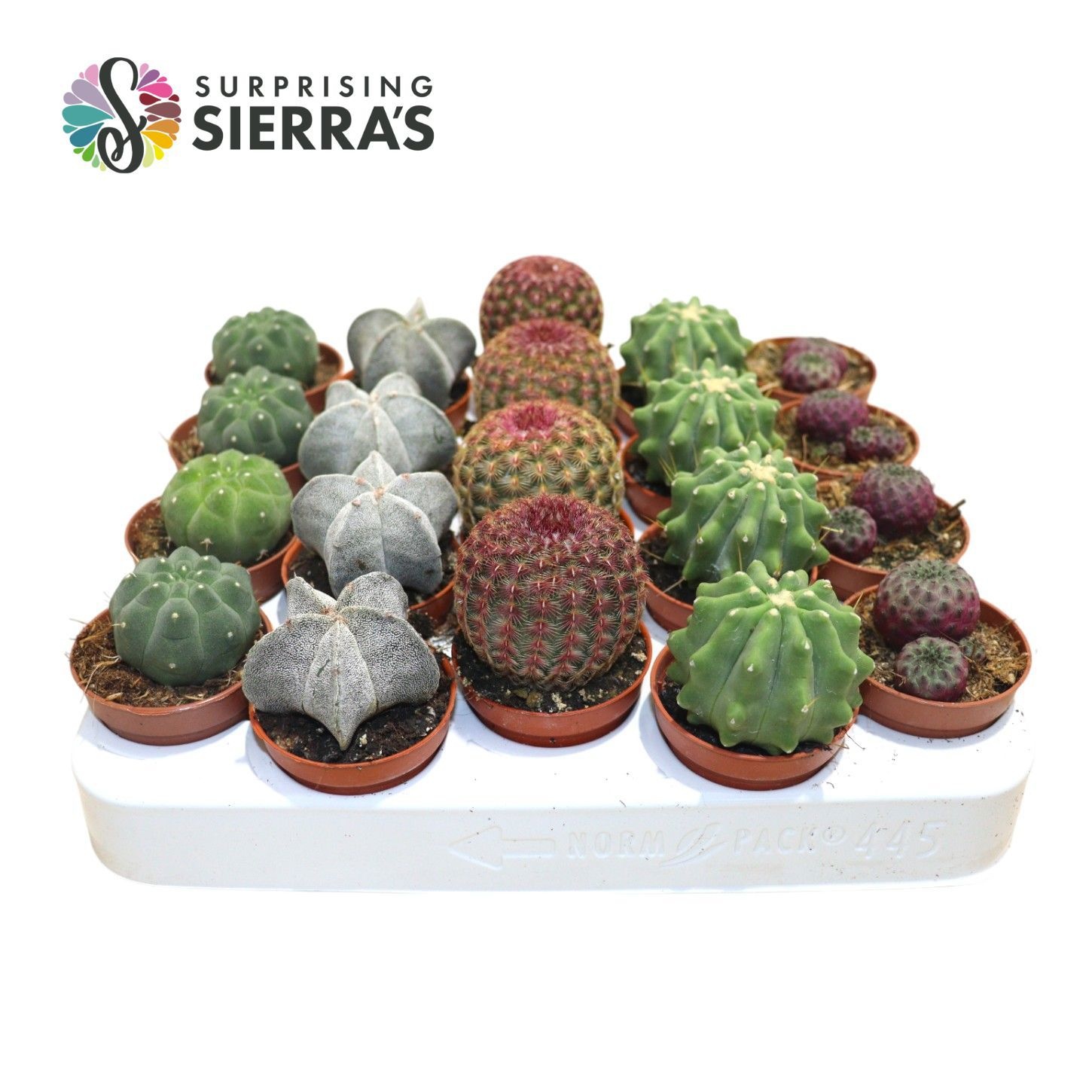 Sierra's® - Bilbao Cactus Mix (Exclusive), D 5,5 cm