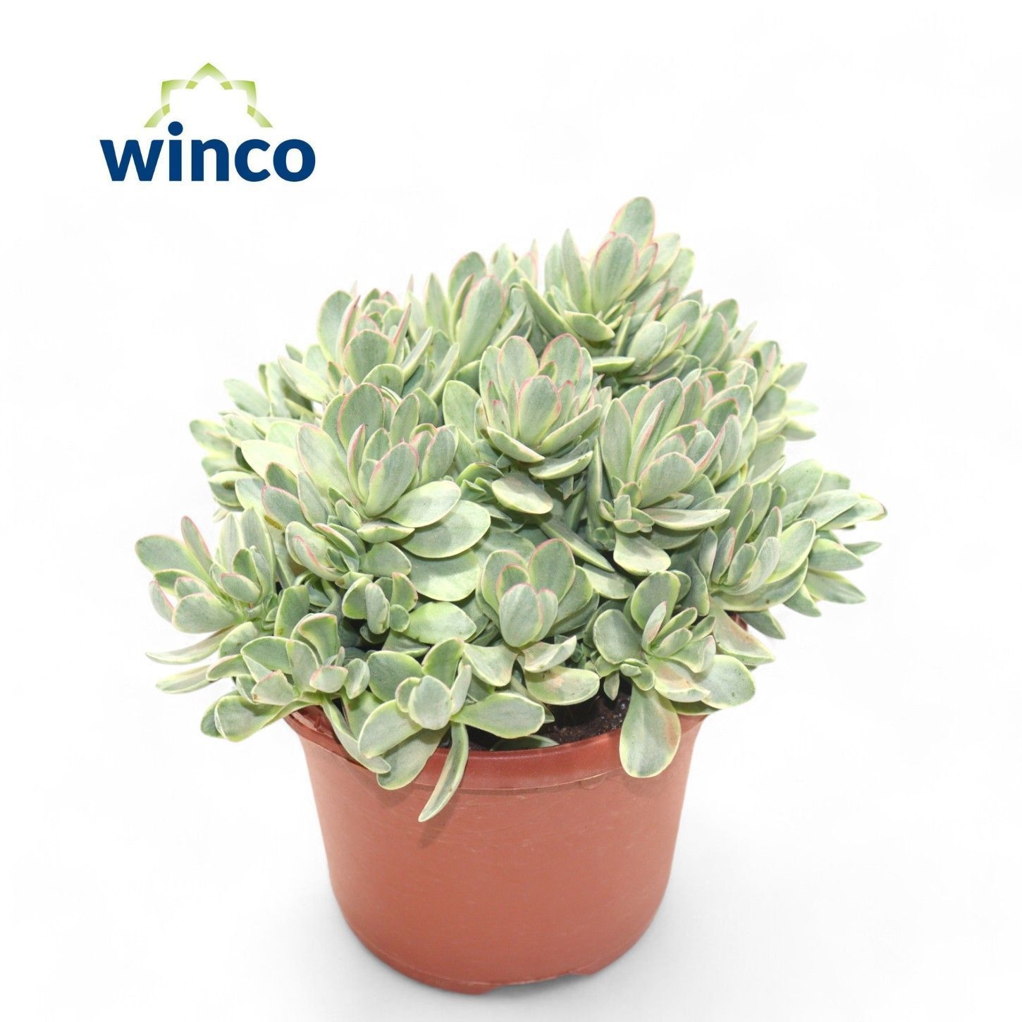 Crassula Rusby Variegata, D 17