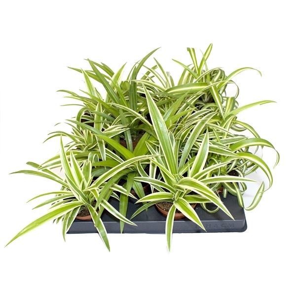 Chlorophytum Mix 2 sorts, D 6 cm