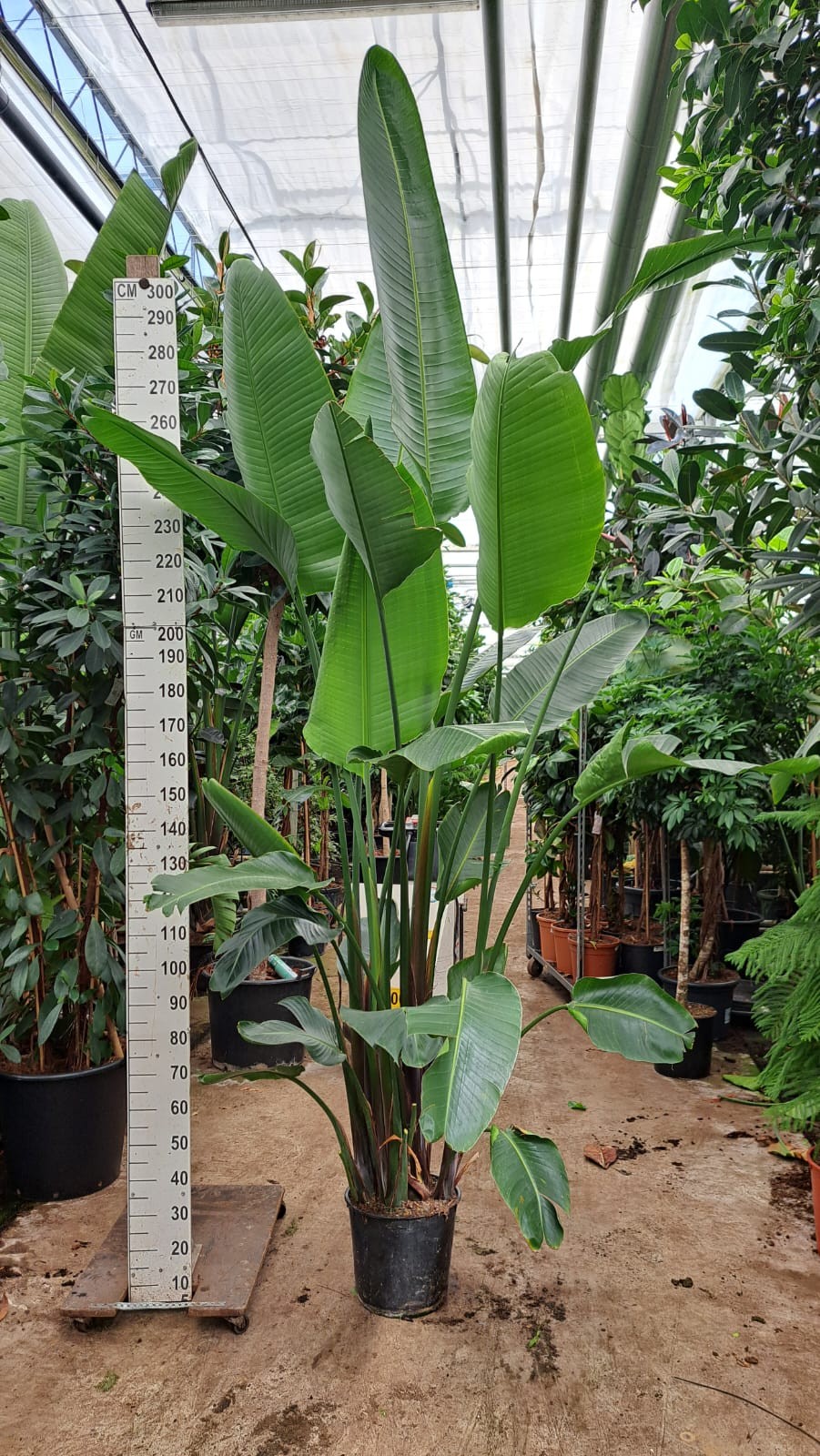 Strelitzia Nicolai toef 320, D 35