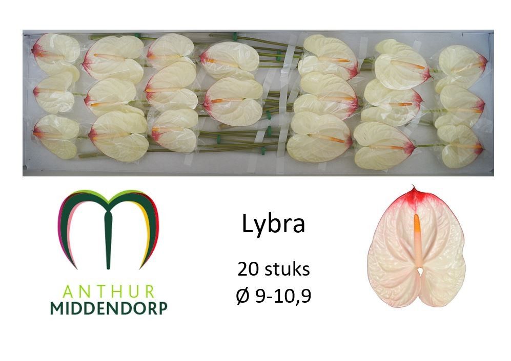 Антуриум Либра x20, шт.