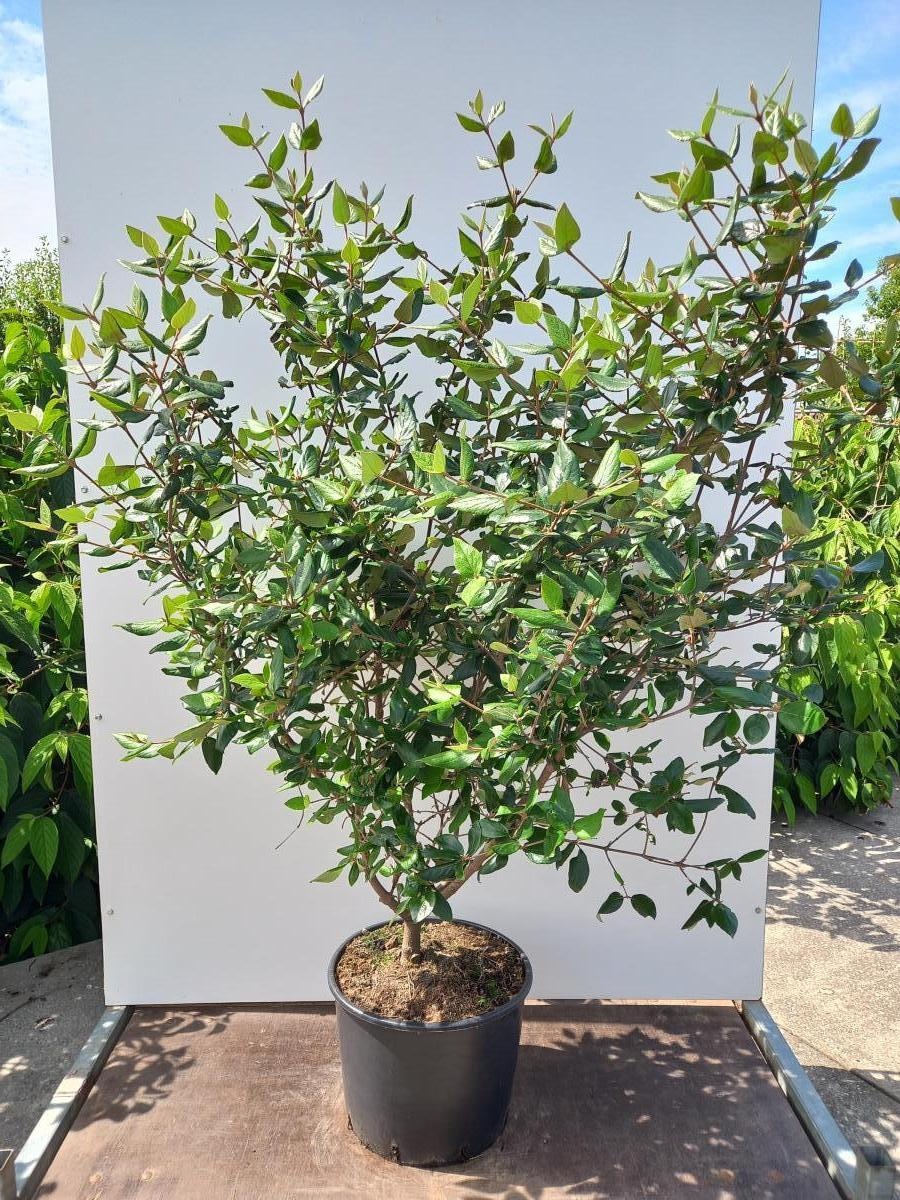 Viburnum burkwoodii, D 40