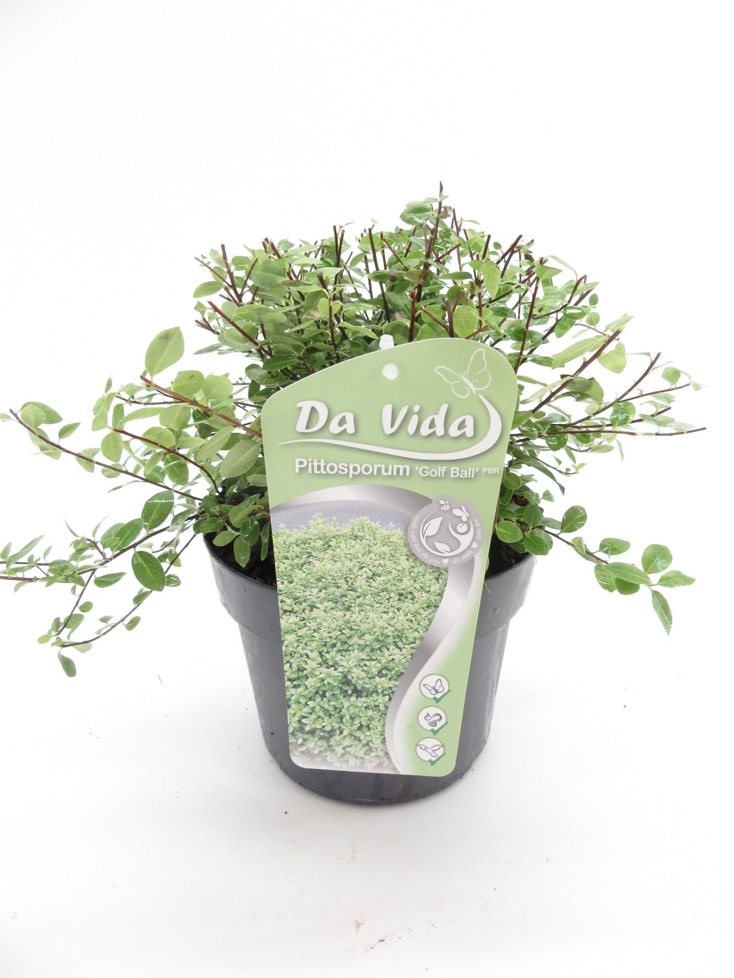 Pittosporum Golfball, D 19