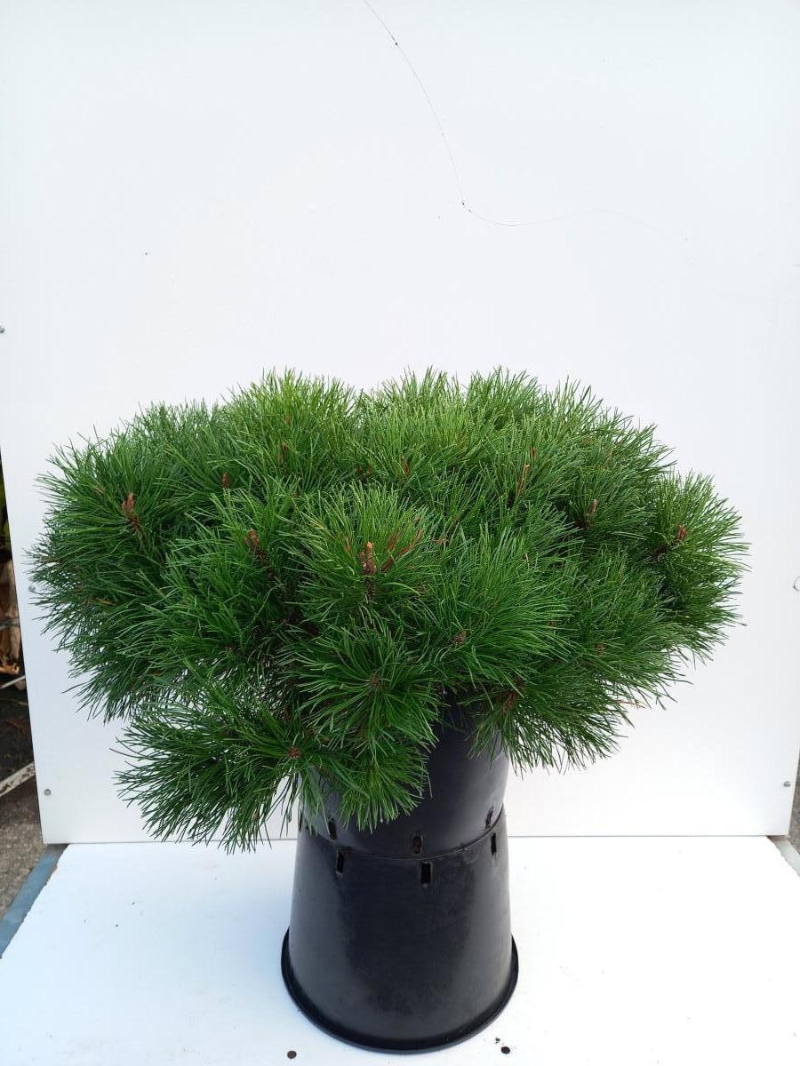Pinus mugo mugo, breed, D 40