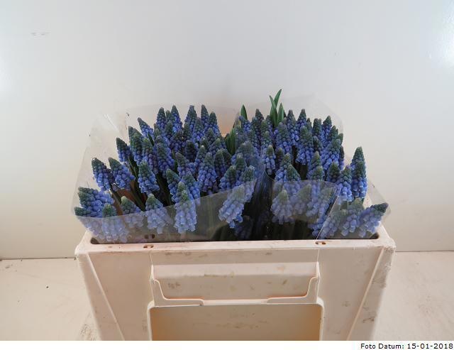 Мускари Карола, шт.