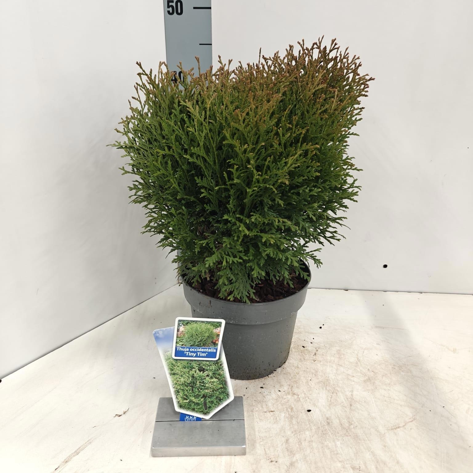 Thuja occ. 'Tiny Tim', D 19