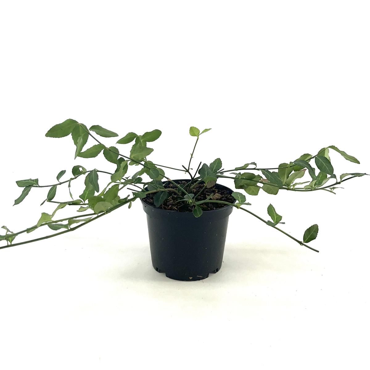 Euonymus fort. 'Hort's Blaze', D 17 cm