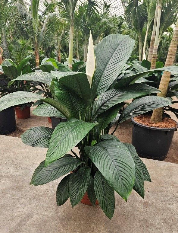 Spathiphyllum Sensation, D 45