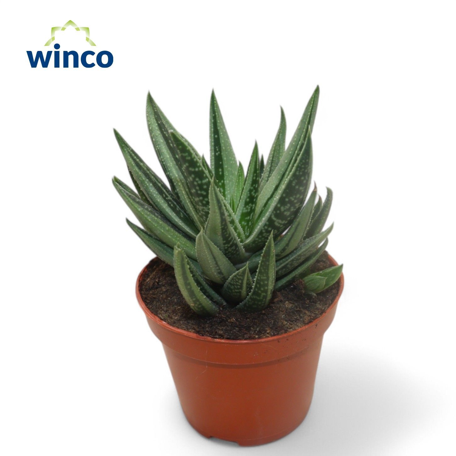 Gasteraloe Variegata, D 8,5