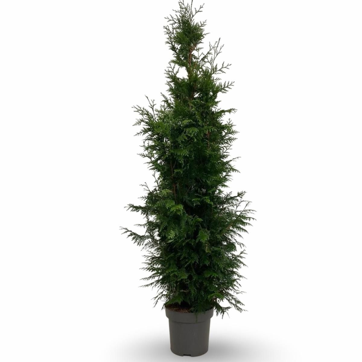 Thuja pl. 'Excelsa', D 32 cm