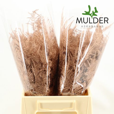 Аспарагус Овериг Крашеный (краш. ) 45, шт.