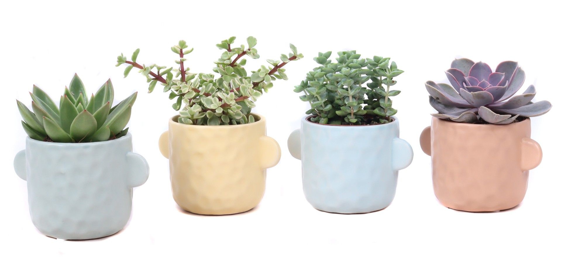 Succulent mix 8,5 cm in Bryggen sierpot, D 10