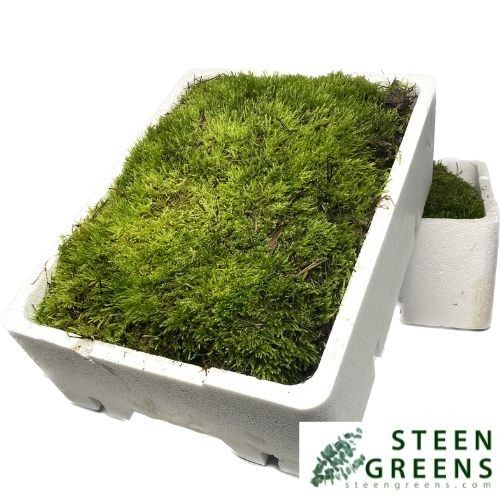 Мох Овериг, шт.