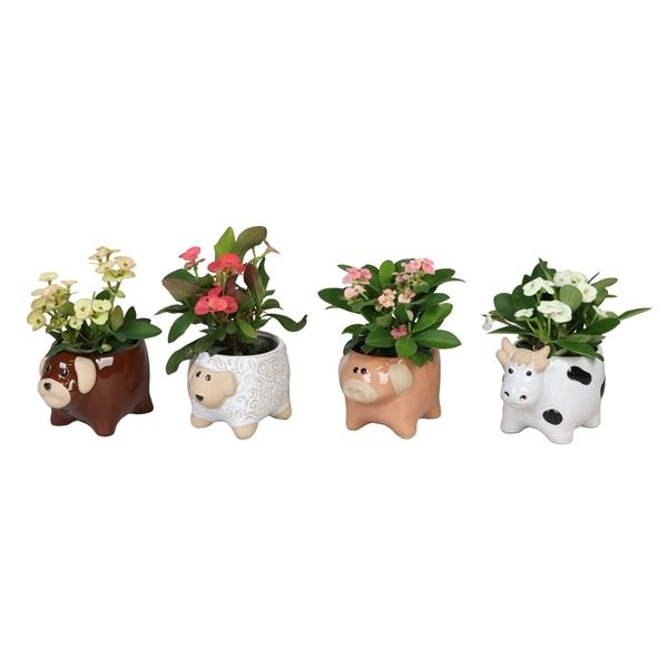 L 66619 with Euphorbia Milii Mix 6 cm, D 6 cm