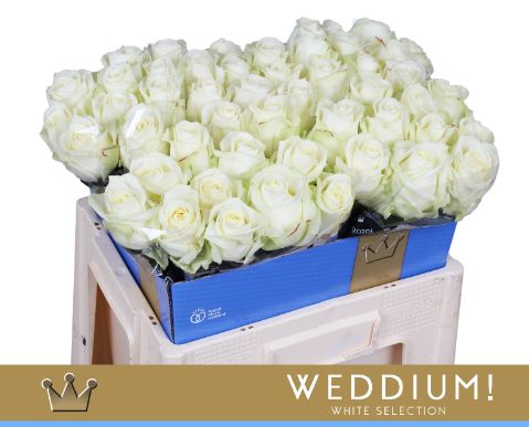 Роза од. Аваланш+ 55, шт.