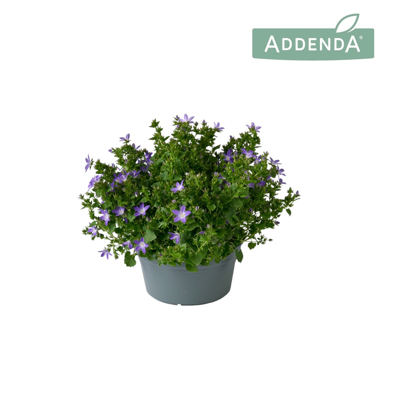 Campanula Adansa Purple Schaal 20 cm, D 20