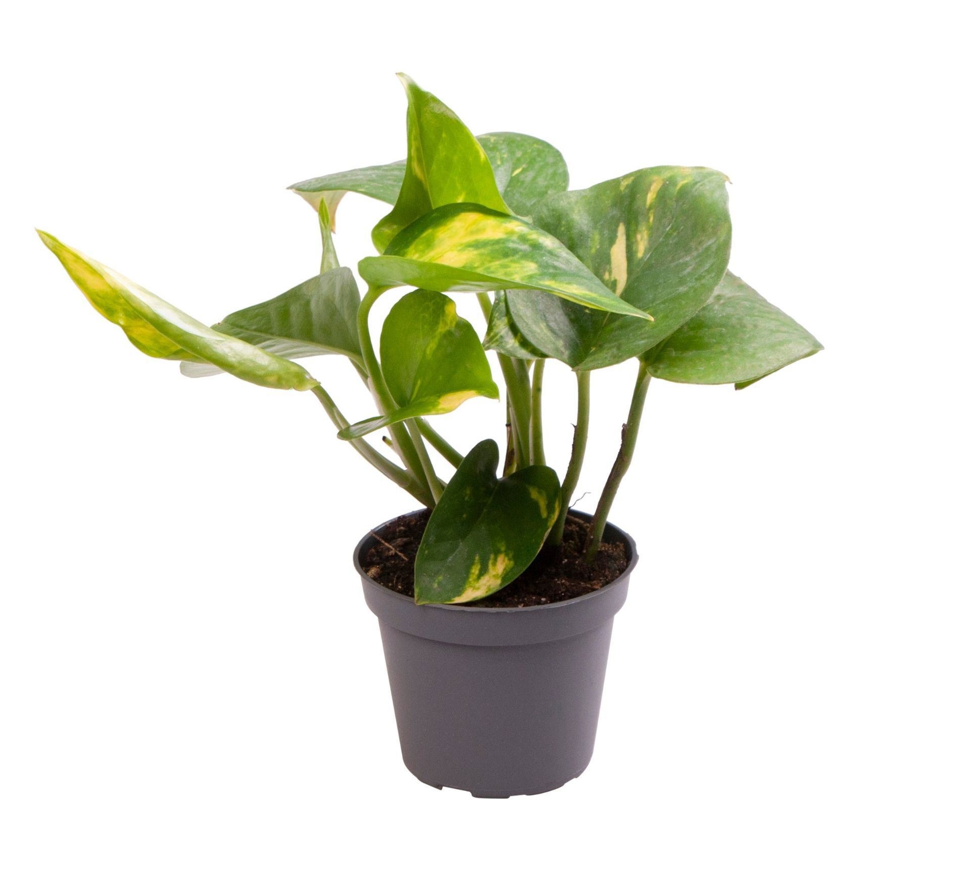 Epipremnum Pinnatum Aureum, D 6