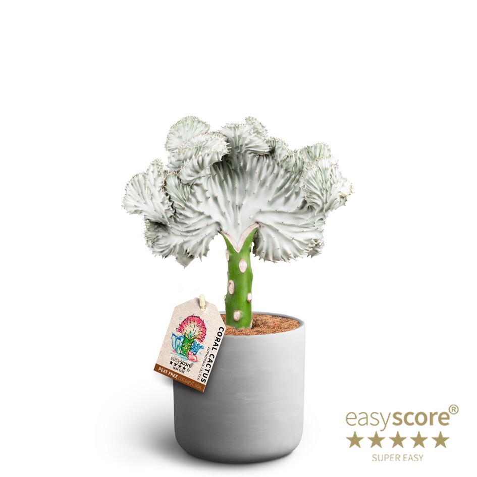 EUPHORBIA LACTEA 41417054 Raw Grey Lactea, D 16 cm EUPHORBIA LACTEA 41417054 Raw Grey Lactea, D 16 cm