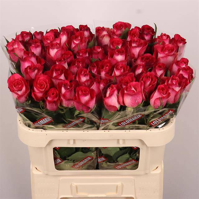 Роза од. Николетта 70, шт.