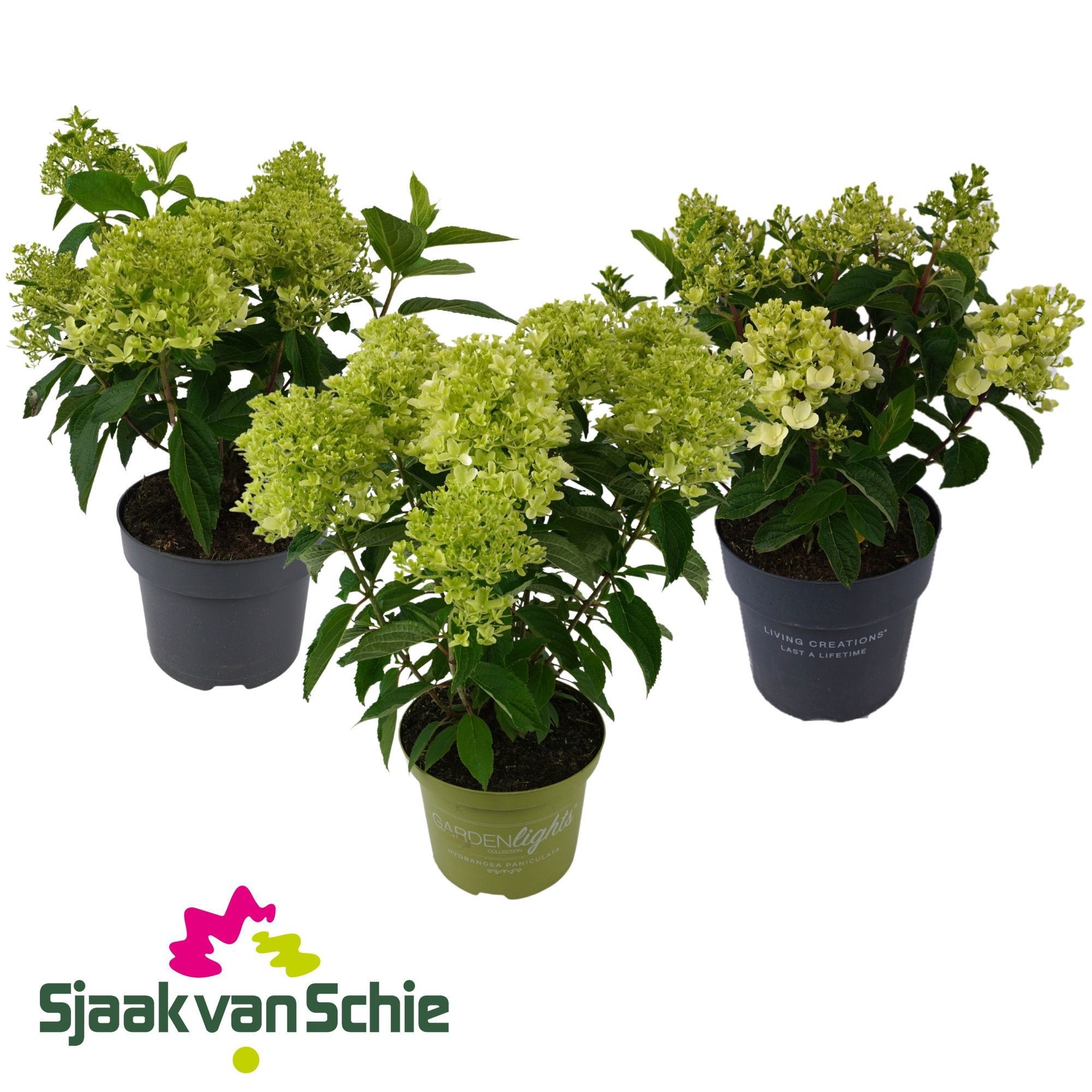 Hydrangea Paniculata Mix 7+, D 23