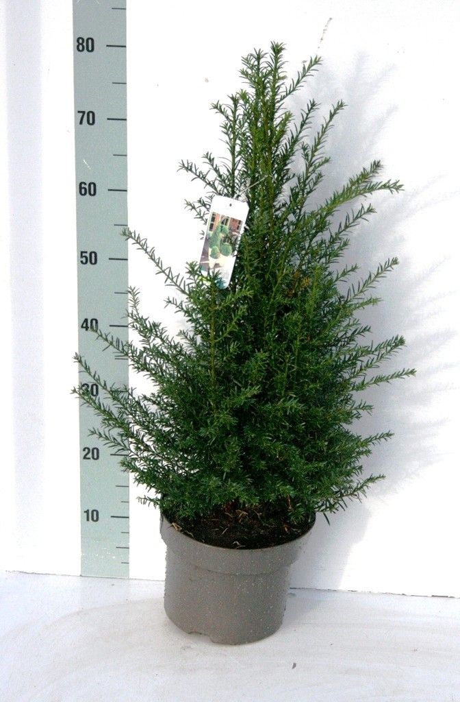 Taxus baccata, D 23