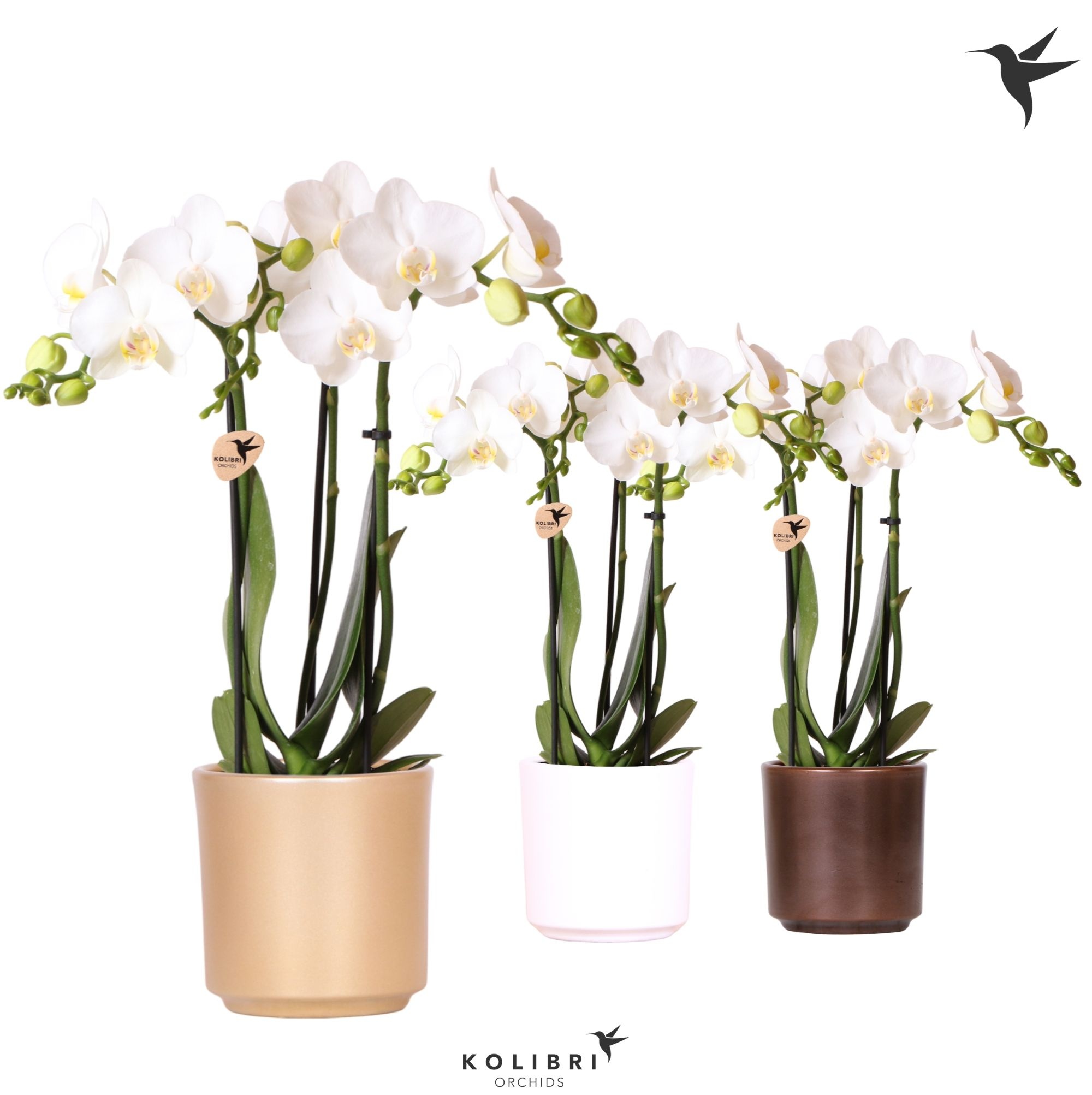 Kolibri Orchids Phalaenopsis white 3 spike in Simplicity pot mix, D 9