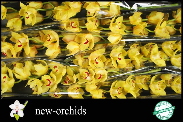 Цимбидиум Глиттер x6 80, шт.