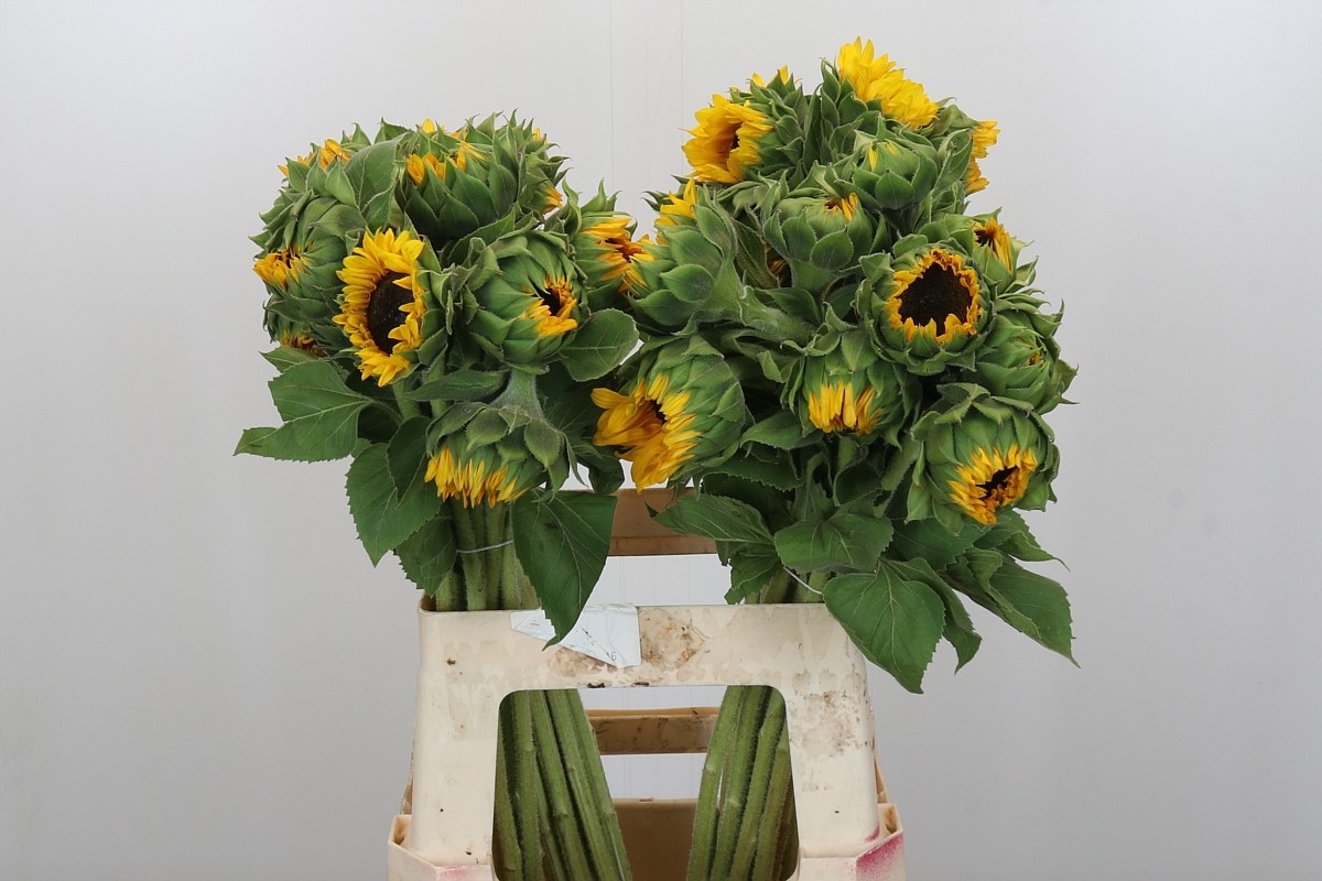 Гелиантус Оранж Фае 65, шт.