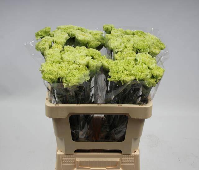 Диантус од. Гоблин, шт.