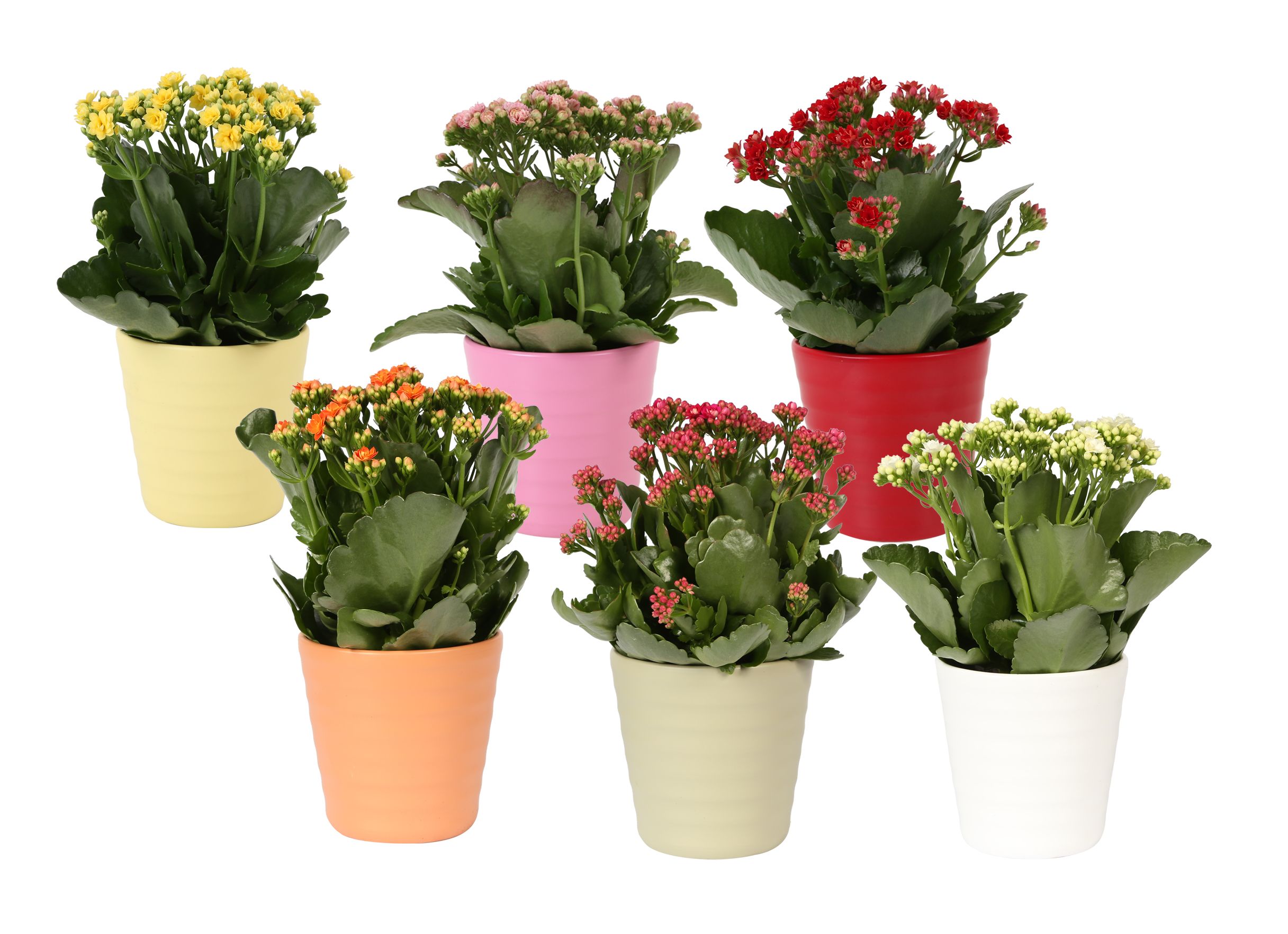 KP-809.1 - Kalanchoe Rosalina 12cm in keramiek, D 12 cm KP-809.1 - Kalanchoe Rosalina 12cm in keramiek, D 12 cm