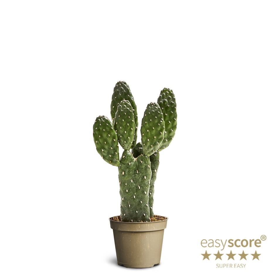 OPUNTIA RUBESCENS, D 6